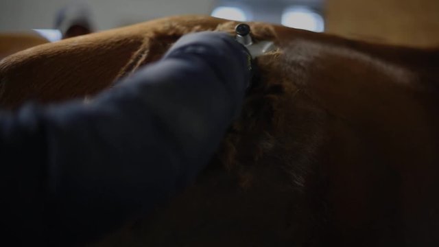 Pferd wird geschoren
