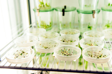 germinating seeds in lab