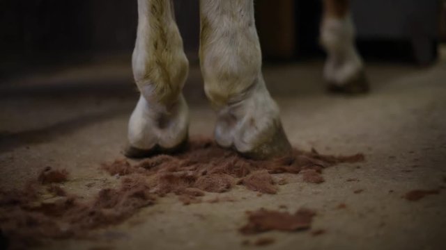 Detail der Pferdehufe w&auml;hrend das Pferd geschoren wird