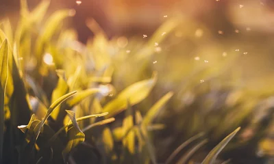 Foto auf Acrylglas Blumen und Pflanzen Sonnenuntergang Gras