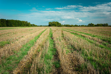 Fototapeta premium Stubble field, trees on the horizon and white clouds on sky
