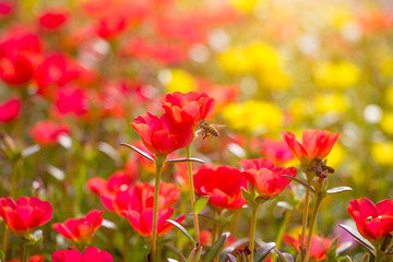 red and yellow flower in a field with sunlight for background.