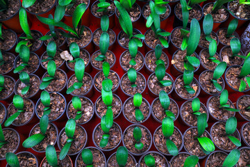 Obraz premium clivia seedlings in nurseries
