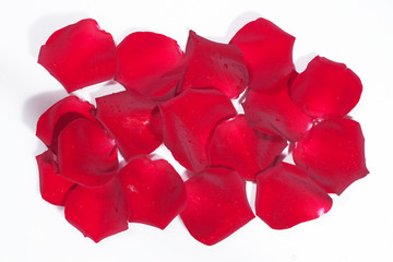 Red rose petals scattered on a white background