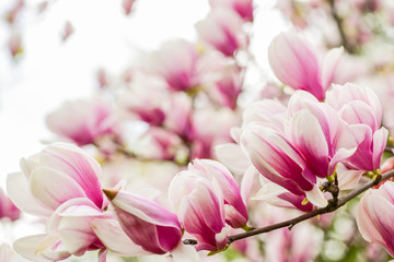 Fototapeta na wymiar Hello summer. magnolia blooming tree., natural floral background. beautiful spring flowers. pink magnolia tree flower. new life beginning. nature growth and waking up. womens day. mothers day holiday