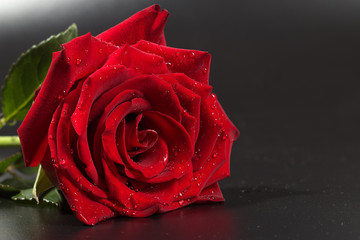 Red rose with water drops on the petals, lies on a black plastic background with copy space.