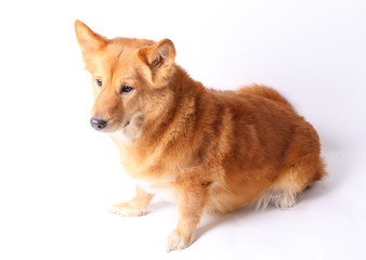 White bow isolated on white background.