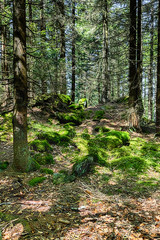 The primeval forest mossed ground - HDR