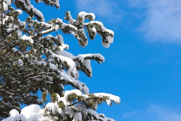 Snowy tree branches against blue sky in winter. Winter landscape of snowy tree branches against colorful sky with free space for copy text. Frozen branch. White and blue colors.Artvin