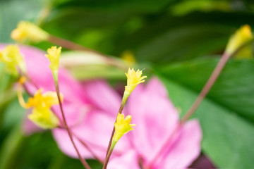 Yellow bouquet of flowers hold in the morning on a blurred background,selecttive focus