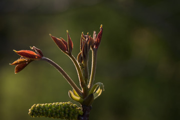Walnut twig at spring time on natura background