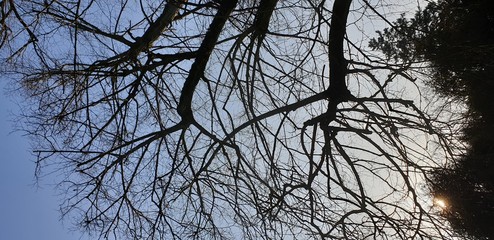 Trees 002 © Designworks