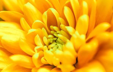 Fototapeta premium Abstract floral background, yellow chrysanthemum flower. Macro flowers backdrop for holiday brand design