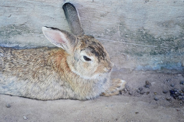 Rabbit sitting in the farm. Cute bunny 
