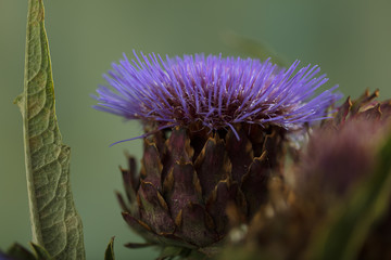 Cardoon