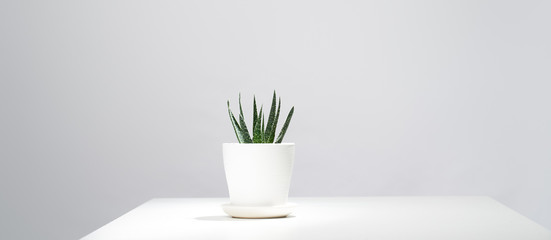 Indoor potted aloe on empty gray background