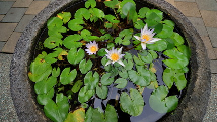Fototapeta na wymiar the beauty of little lotus flowers on a sunny morning, in a stream of water 