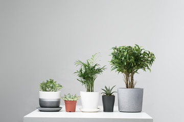 Green indoor plants, cacti in pots, standing in row on empty gray background