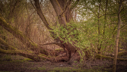 Baum und umliegende Sträucher in einem Waldabschnitt.