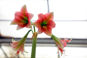Hippeastrum rutilum flower