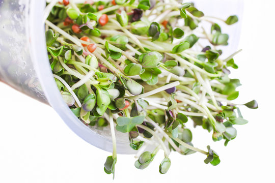 sprouts of microgreen radish