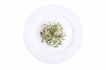 sprouts of microgreen radish