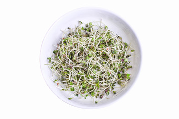 sprouts of microgreen radish