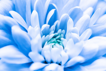 Abstract floral background, blue chrysanthemum flower. Macro flowers backdrop for holiday brand design