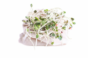 sprouts of microgreen radish