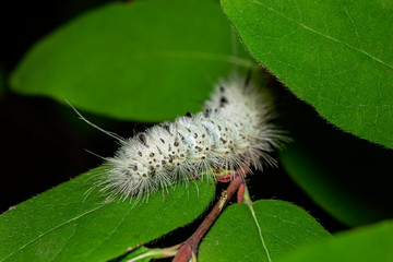 Hickory tussock moth