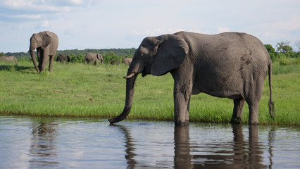 Elephant drinking water from a lake