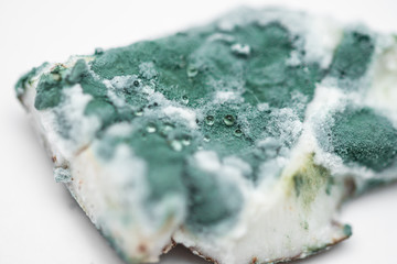 rotten coconut. mold on coconut. green mold on coconut. macro photography