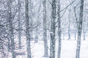 Fairytale fluffy snow-covered trees branches, nature scenery with white snow and cold weather....
