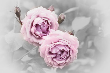 two light pink blooming roses, romantic blurry background, sympathy design - obrazy, fototapety, plakaty