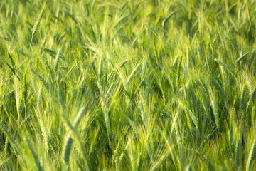 Close up of green ears of triticale, cereal background