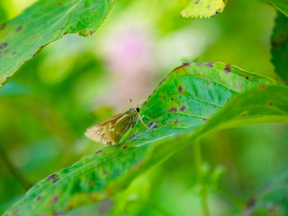 Strait Swift - Parnara guttata - is resting on a leaf in Japan.