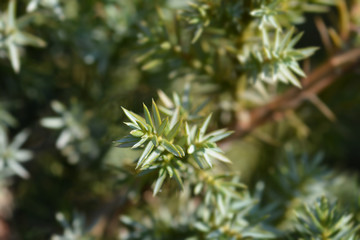 Chinese juniper Blue Alps