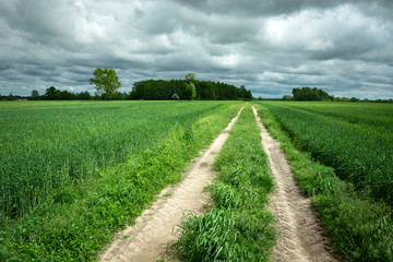 Fresh green fields with grain and gray clouds on the sky, spring view