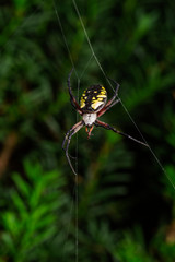 Argiope aurantia