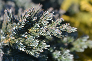 Flaky Juniper Blue Star