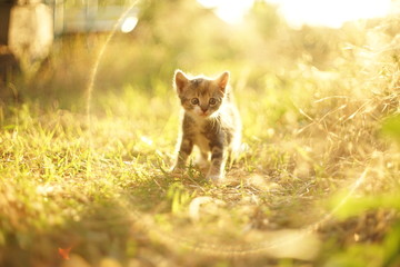 Naklejka na ściany i meble Lovely little kitten walk in sunny grass first time.
