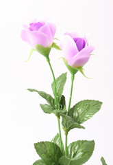 Naklejka na ściany i meble Artificial violet roses on white background