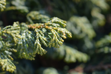 Hinoki cypress Maureen