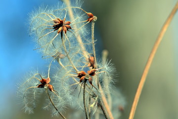 Samen einer Waldrebe