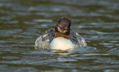 Goosander Female Swimming