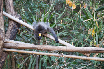 Indochina Brillenlanguren mit Banane