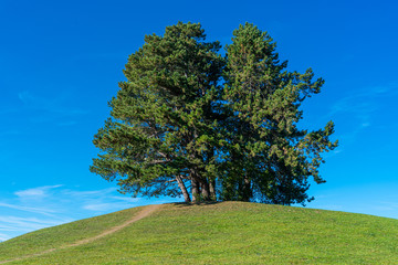 Fototapeta na wymiar Baumgruppe auf einem Hügel