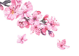 Watercolor hand painted sakura cherry blossom flowers illustration isolated on white background