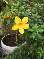 yellow flower in pot