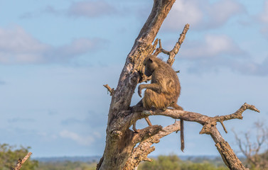 A single chacma baboon isolated on the lookout in a dry tree in the wild image with copy space in horizontal format